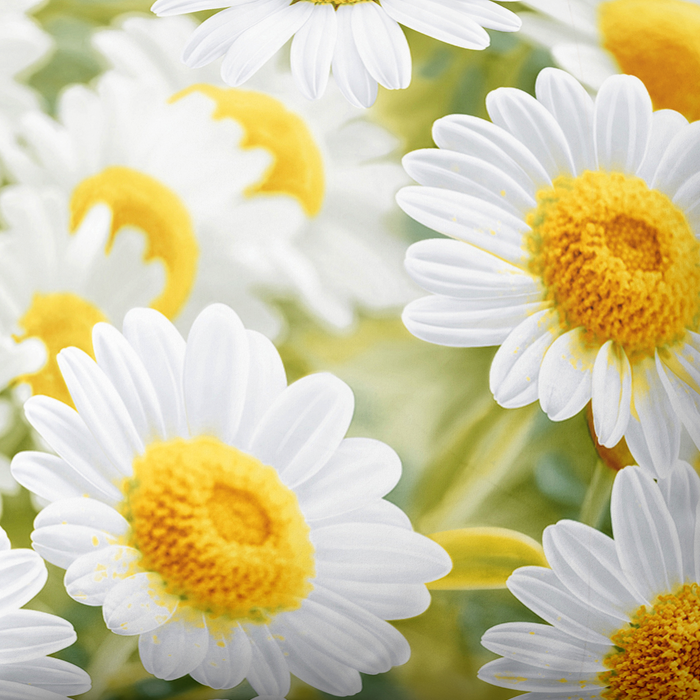 Rankų darbo medvilninis antklodės užvalkalas | Sunny Daisies